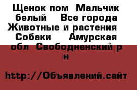 Щенок пом. Мальчик белый  - Все города Животные и растения » Собаки   . Амурская обл.,Свободненский р-н